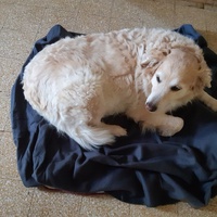 photo de livraison pour L'Arche des Amis à pattes