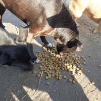 photo de livraison pour Nobody's Dog France