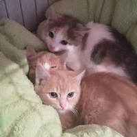 photo de livraison pour Chat l'Ange