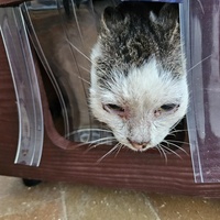 photo de livraison pour L'Arche de la Gazelle