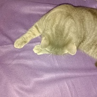 photo de livraison pour Chat Ami pour la Vie
