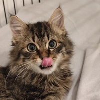 photo de livraison pour Le Gang des Matous