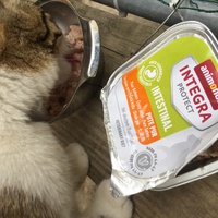 photo de livraison pour Les Chats Libres Condom 32