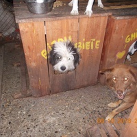 photo de livraison pour Pro Animals Finland ry