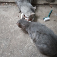 photo de livraison pour Amicale Chats