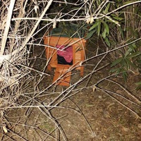 photo de livraison pour Les Chats Libres de la Canterrane