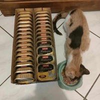 photo de livraison pour Les chats de l'Indifférence
