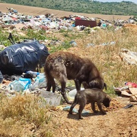 photo de livraison pour Civic Initiative Kane Korzo Skopje