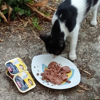 photo de livraison pour Les chats libres de Caro