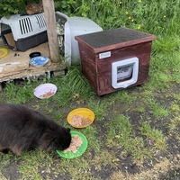 photo de livraison pour Les Chats De QUEAUX