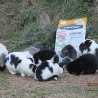 photo de livraison pour Protection Animale Amélienne