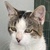 photo animal