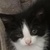photo animal