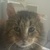 photo animal