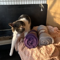 photo de livraison pour Les chats Port-Saint-Louisiens