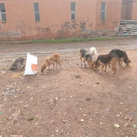 photo de livraison pour Comme Chiens et Chats Maroc