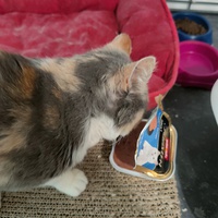 photo de livraison pour Association Les Anges de Gaïa