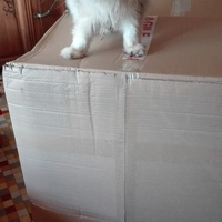 photo de livraison pour Les chats chenoisiens