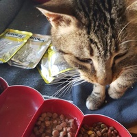 photo de livraison pour Les chats Port-Saint-Louisiens