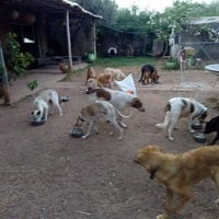 photo de livraison pour Help Adopt Moroccan Animals