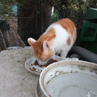photo de livraison pour L'Ecole du Chat Istreen