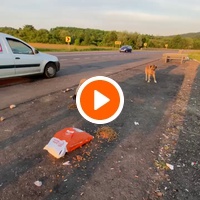 photo de livraison pour Saving Orphaned Souls Sheila's Animal Rescue Mission