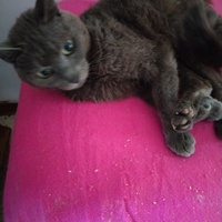 photo de livraison pour Chats Grains d'Amour