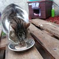 photo de livraison pour Sweety Pets