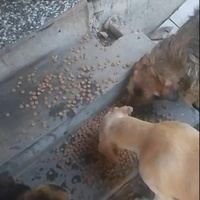 photo de livraison pour Ivana Nikolić