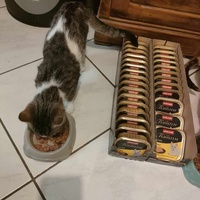 photo de livraison pour Les chats de l'Indifférence