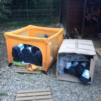 photo de livraison pour Les chats de chez nous