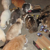photo de livraison pour Jardin des Chats