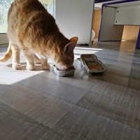 photo de livraison pour Montboud'Chat