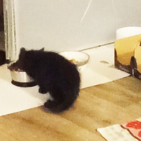 photo de livraison pour Les Chats d'Hauterive