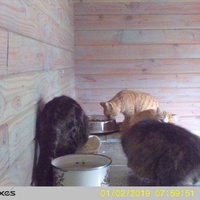 photo de livraison pour Jardin des Chats