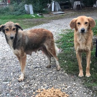 photo de livraison pour Mira Shorak Assante Di Capillo
