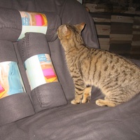 photo de livraison pour Jardin des Chats
