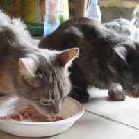photo de livraison pour Jardin des Chats
