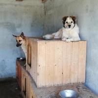 photo de livraison pour Sammelstelle für Tiere in Not e.V.