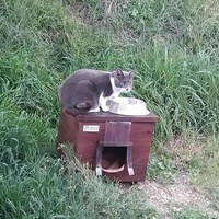 photo de livraison pour Clan du chat libre