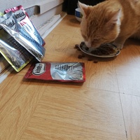 photo de livraison pour Association Chats Errants Ronchin