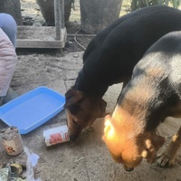 photo de livraison pour Chats Libres de Béziers