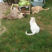 photo de livraison pour Ecole du Chat d’Arbois