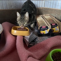 photo de livraison pour Association des Chats Camarguais