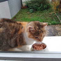 photo de livraison pour LES CHATS DE NOS MONTAGNES