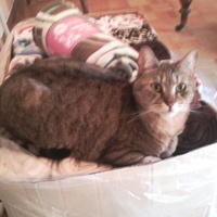 photo de livraison pour Chats du Lacydon