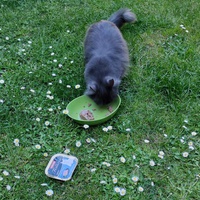 photo de livraison pour Patounes de Chats