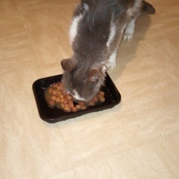 photo de livraison pour Protect Cat