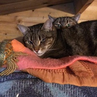 photo de livraison pour Les chats de chez nous