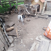 photo de livraison pour Friends for second hand paws vzw